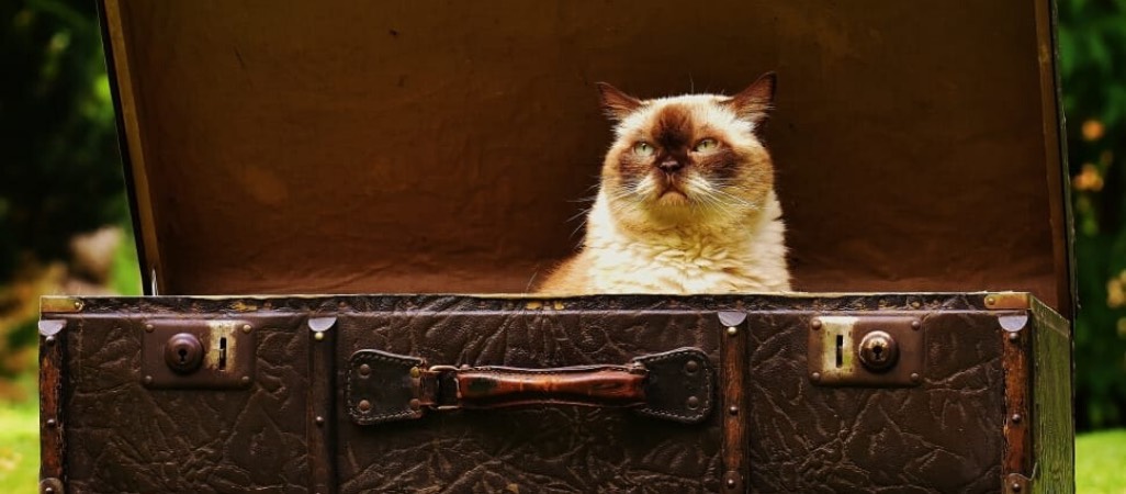 cat inside an old suitcase